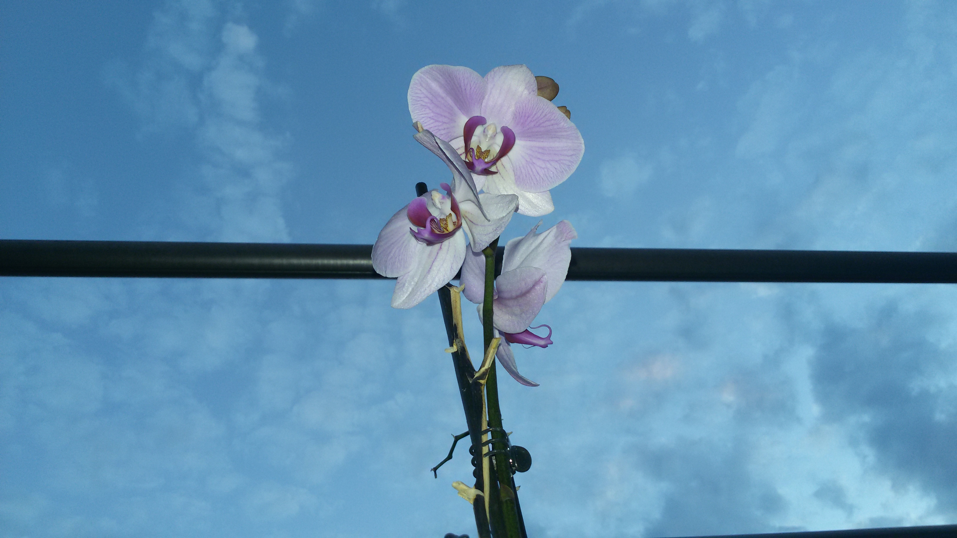 20160728_205415_Orchidee_OK